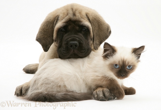 English Mastiff pup with young Birman-cross cat, white background