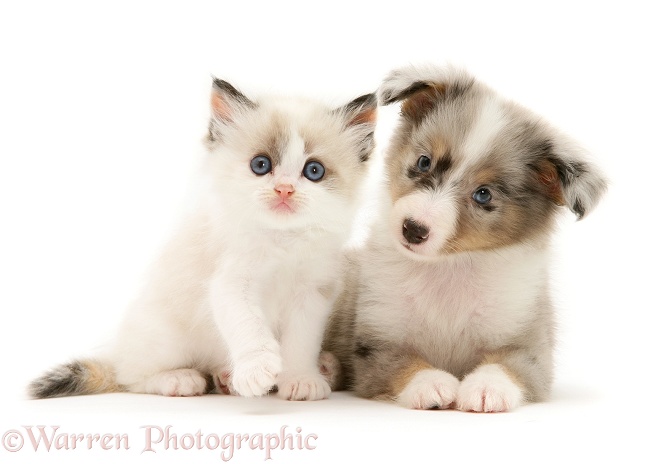 Birman-cross kitten and blue merle Shetland Sheepdog pup, white background