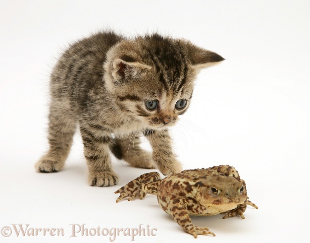 Tabby kitten and toad, white background