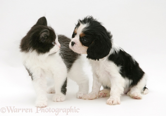 Black-and-white kitten and Cavalier King Charles Spaniel pup, white background