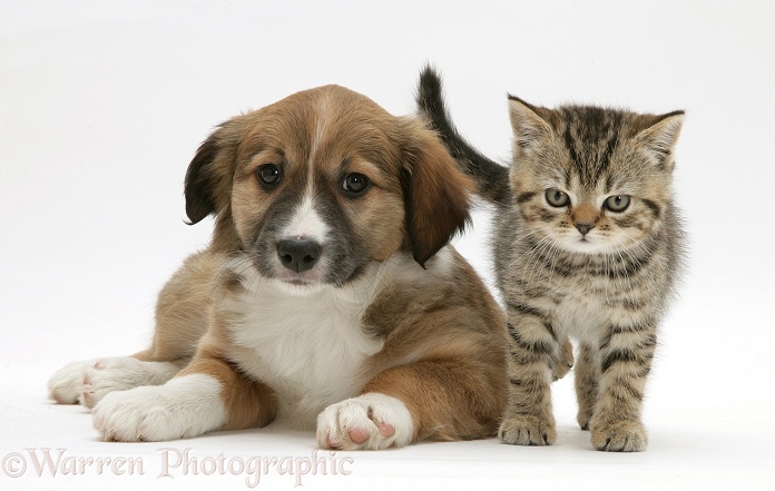Border Collie pup with tabby kitten, white background