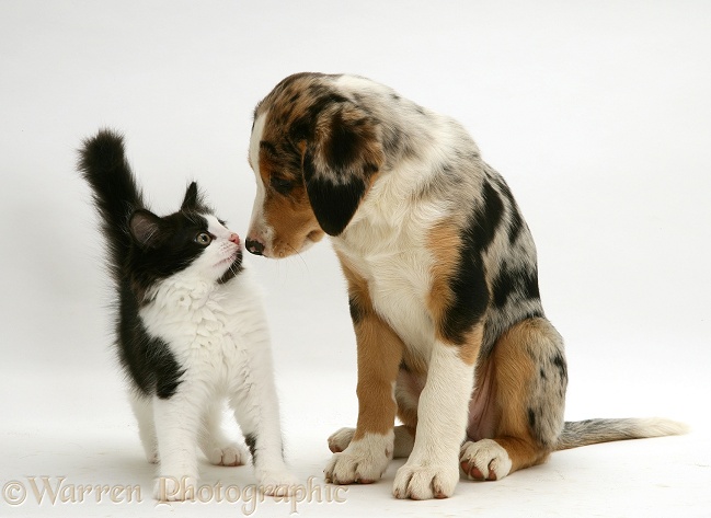 Black-and-white Nancy kitten with merle pup Border Collie Kylie, 8 weeks old, white background