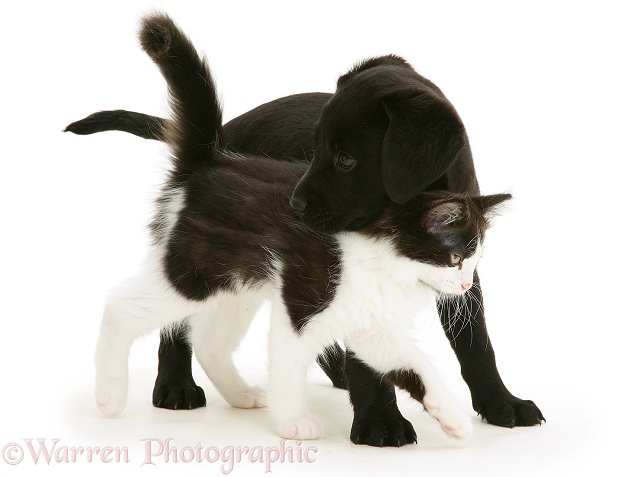 Black Labrador Retriever pup, 8 weeks old, with black-and-white kitten, white background