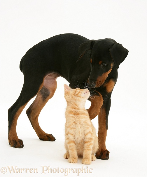 Doberman Pinscher pup meets a ginger kitten, white background