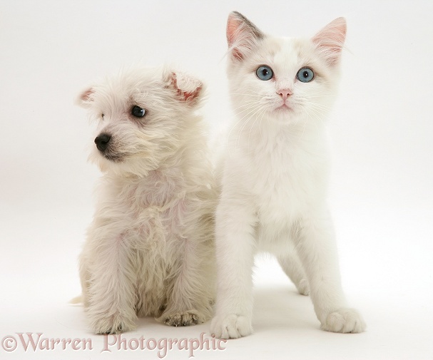West Highland White Terrier pup and blue-eyed Ragdoll cat, white background