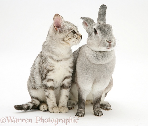 Silver tabby cat, Joan, and silver rabbit, white background