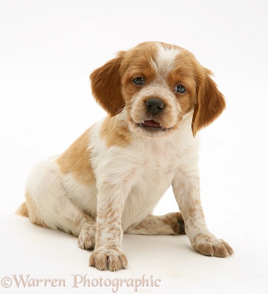 Brittany Spaniel pup, 6 weeks old, white background