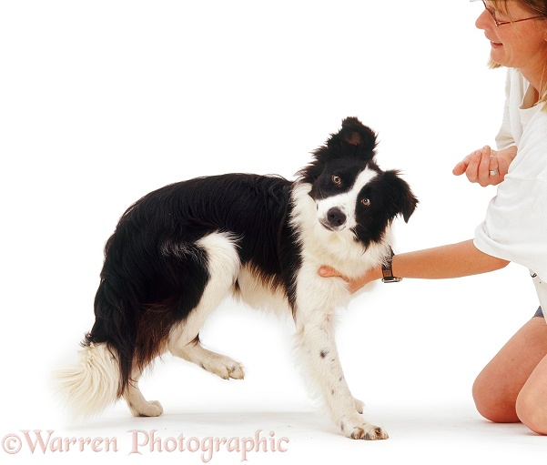 Border Collie Tai showing 'scratching reflex' when spot on his chest is stimulated, white background
