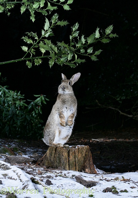 European Rabbit (Oryctolagus cuniculus) reaching up to nibble leaves from an overhanging holly branch