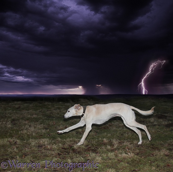 Saluki Lurcher Swift running from thunderstorm