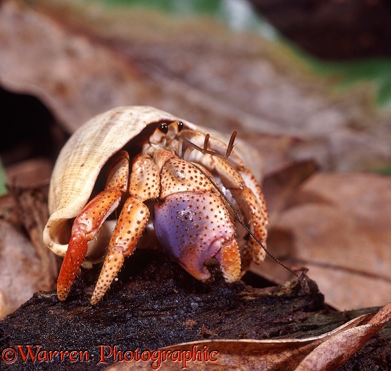 Land hermit crab (Coenobita species).  South east Asia