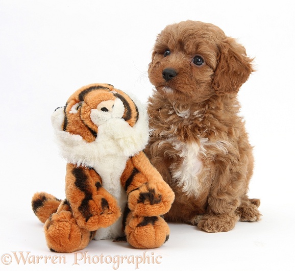 Cavapoo pup, 6 weeks old, and soft toy tiger, white background