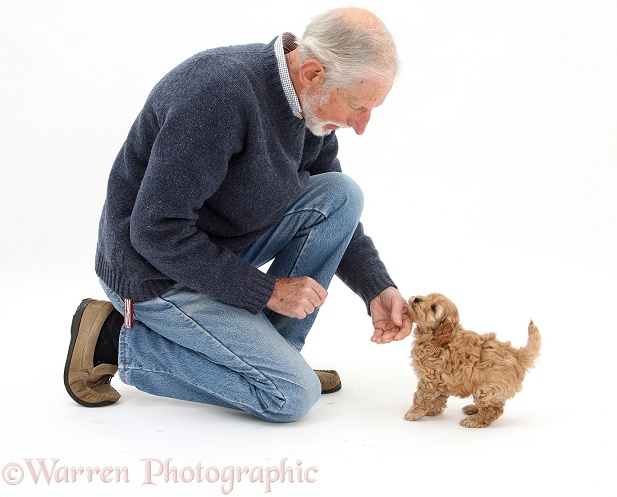 King Charles Spaniel x Poodle puppy greeting new owner, white background
