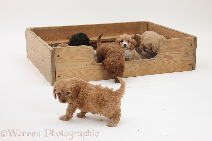 King Charles Spaniel x Poodle puppy coming out of whelping box to pee, white background