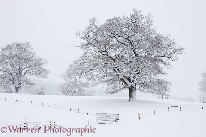 Oak trees with snow in Albury Park.  Surrey, England