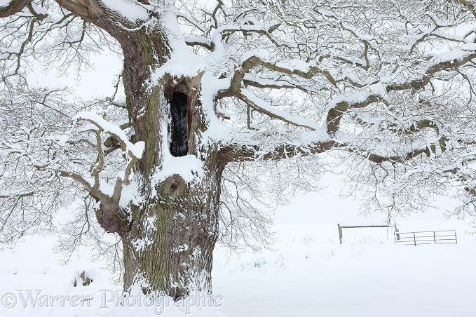 Oak tree with snow in Albury Park.  Surrey, England