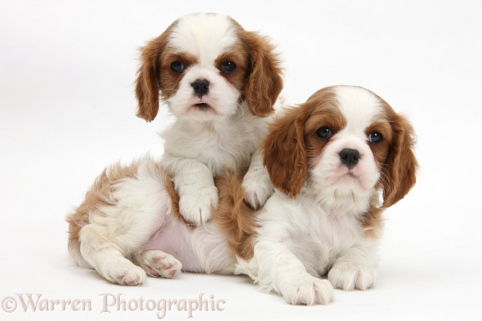 Blenheim Cavalier King Charles Spaniel pups, white background