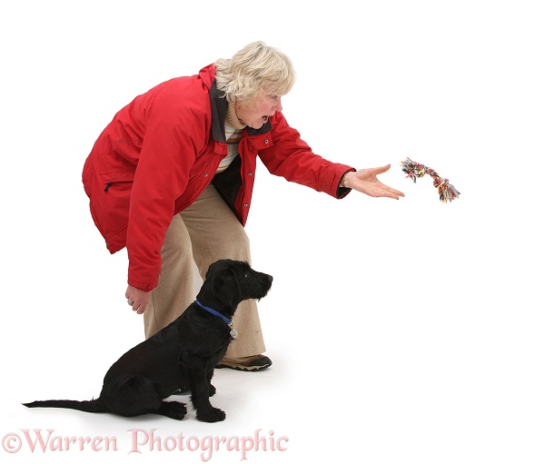 Lady throwing a toy for Black Labrador x Portuguese Water Dog pup, Cassie, white background