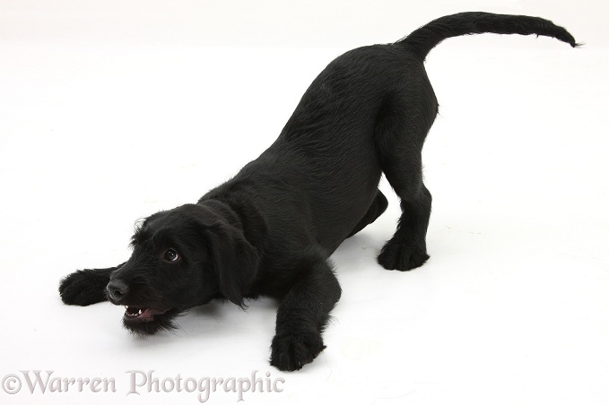 Black Labrador x Portuguese Water Dog pup, Cassie, in play-bow, barking with excitement, white background