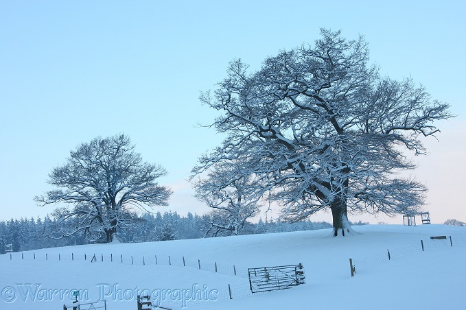 Oak trees with snow in Albury Park.  Surrey, England
