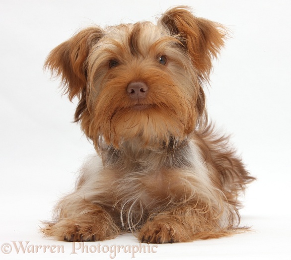 Yorkshire Terrier x Poodle pup, Swede, white background