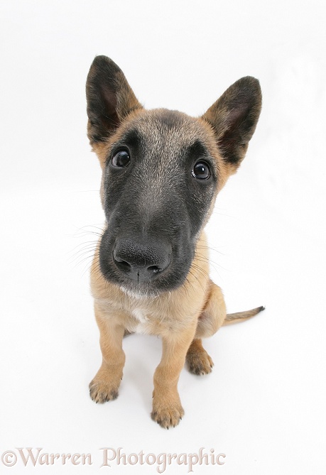 Belgian Shepherd Dog pup, Antar, 10 weeks old, white background