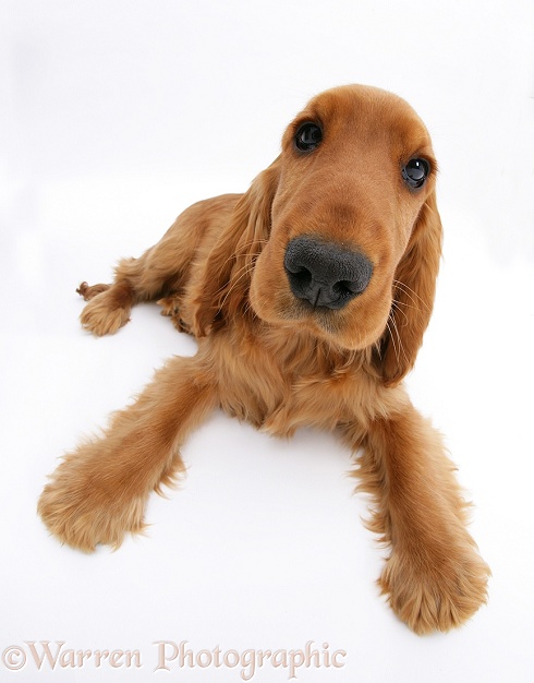 Red/Golden English Cocker Spaniel, 5 months old, white background