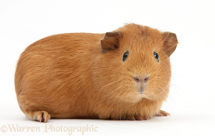 Young red smooth-haired Guinea pig, white background