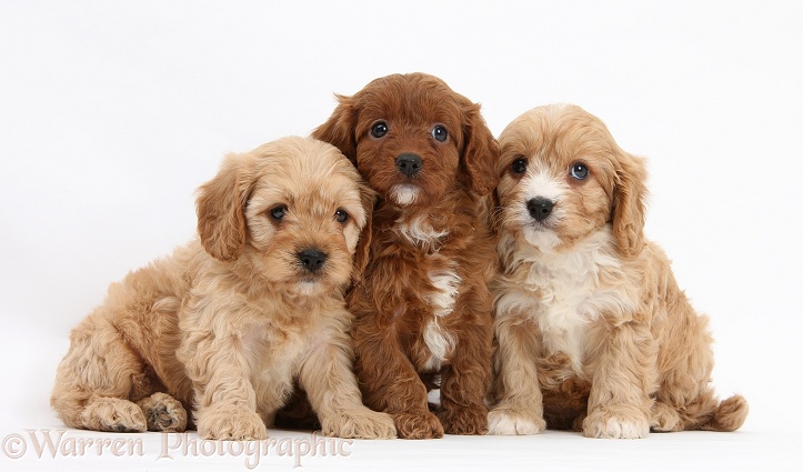 Three Cavapoo pups, 6 weeks old, white background
