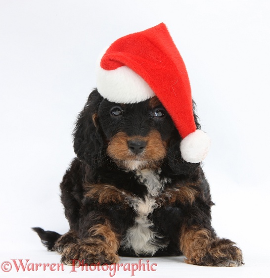 English Cockapoo pup, 6 weeks old, wearing a Father Christmas hat, white background