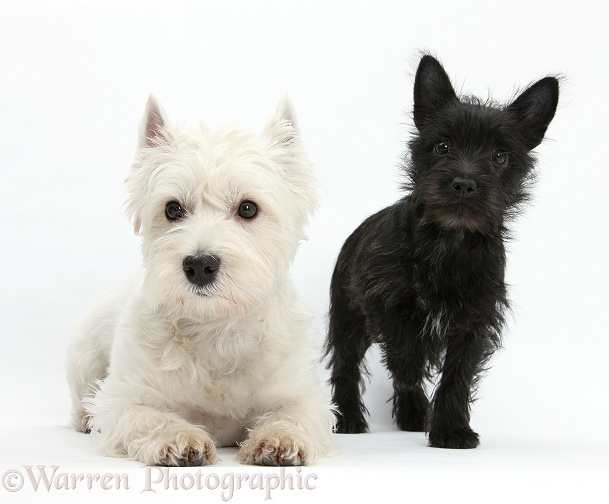 Black Terrier-cross puppy, Maisy, 3 months old, with West Highland White Terrier, Betty, white background