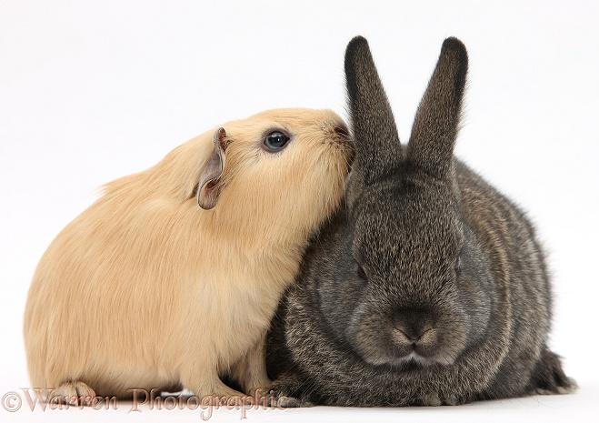 Baby agouti rabbit and baby yellow Guinea pig, white background