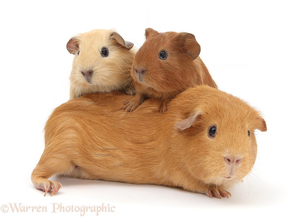 Mother Guinea pig with two babies riding on her back, white background