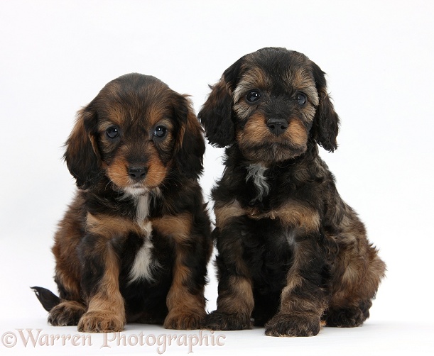 English Cockapoo pups, 6 weeks old, white background