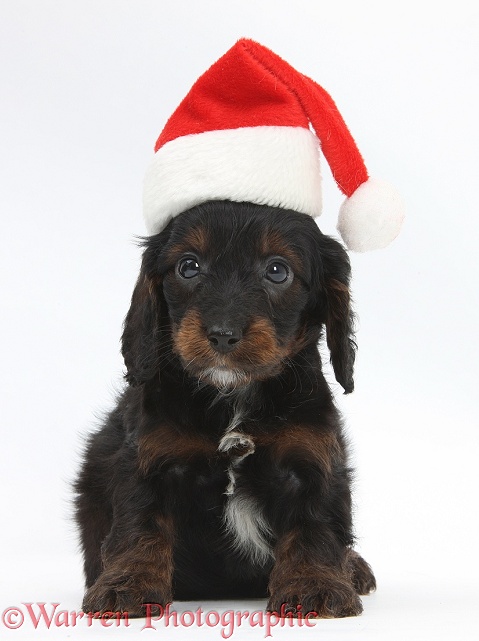 English Cockapoo pup, 6 weeks old, wearing a Father Christmas hat, white background