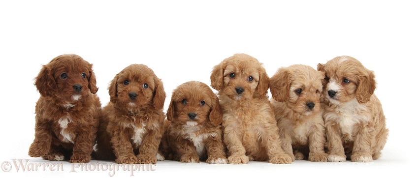 Six Cavapoo pups, 6 weeks old, sitting in a row, white background
