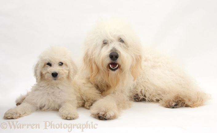 White Labradoodle bitch and pup, white background