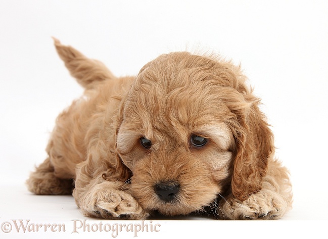 Cockapoo pup, 6 weeks old, white background