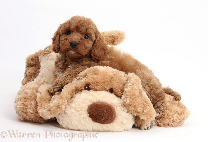 Cavapoo pup, 6 weeks old, and soft toy dog, white background
