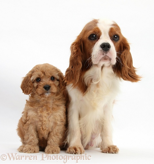 King Charles mother, Poppy, and Cavapoo pup, 6 weeks old, white background