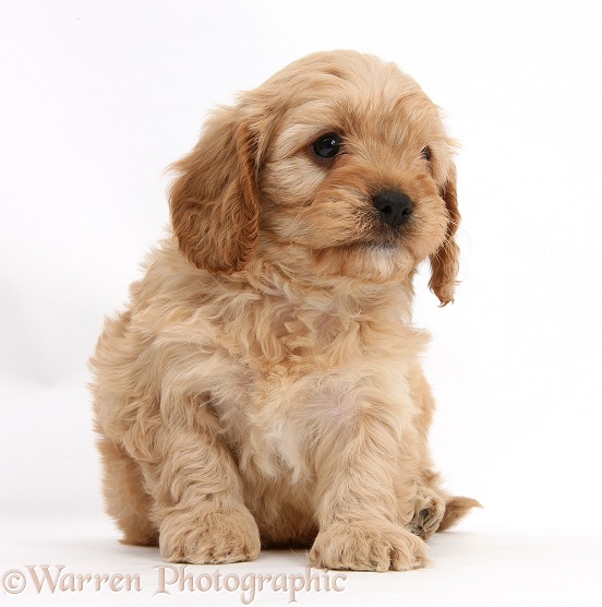 Cavapoo pup, 6 weeks old, white background