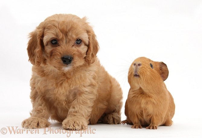 Cavapoo pup, 6 weeks old, and red Guinea pig, white background