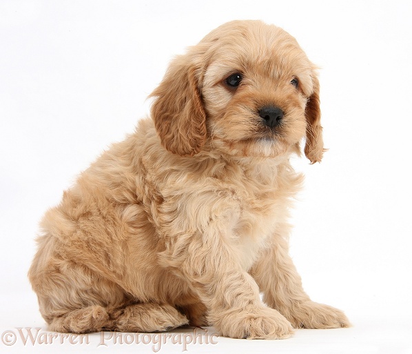 Cavapoo pup, 6 weeks old, white background