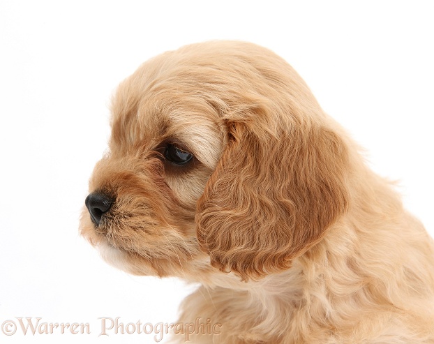 Cavapoo pup, 6 weeks old, white background