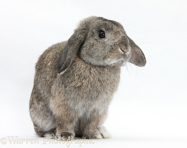 Agouti Lop eared rabbit, white background