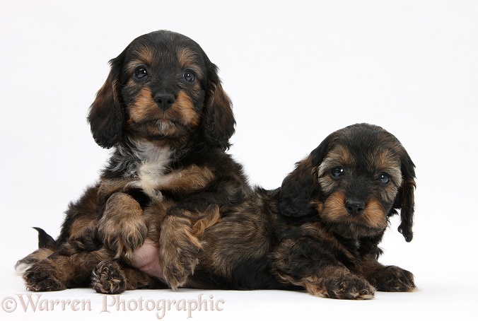 English Cockapoo pups, 6 weeks old, white background