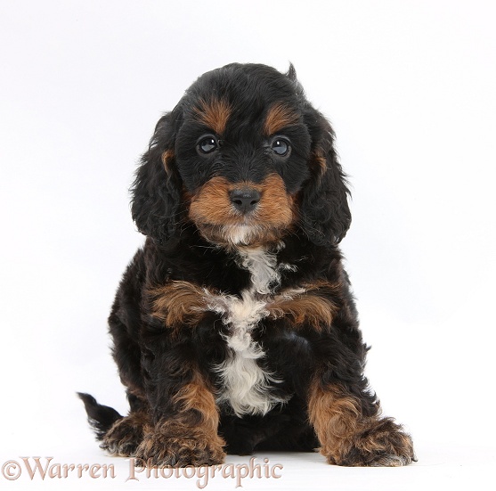 English Cockapoo pup, 6 weeks old, white background