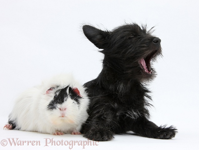Black Terrier-cross puppy, Maisy, 3 months old, yawning whilst lying with a black-and-white Guinea pig, white background