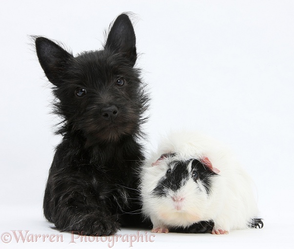 Black Terrier-cross puppy, Maisy, 3 months old, with a black-and-white Guinea pig, white background