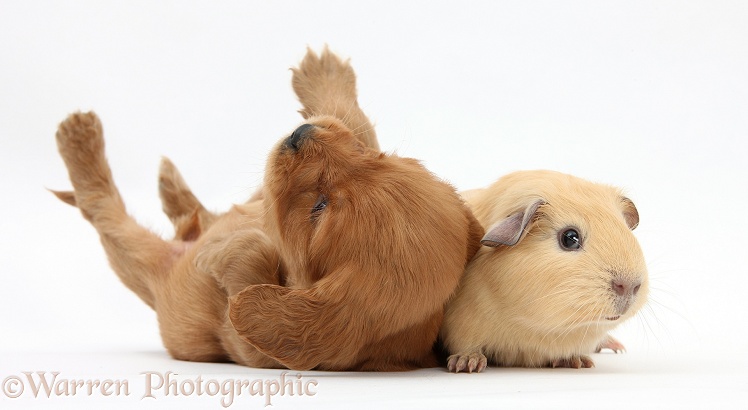 Red Cocker Spaniel pup with young yellow Guinea pig, white background